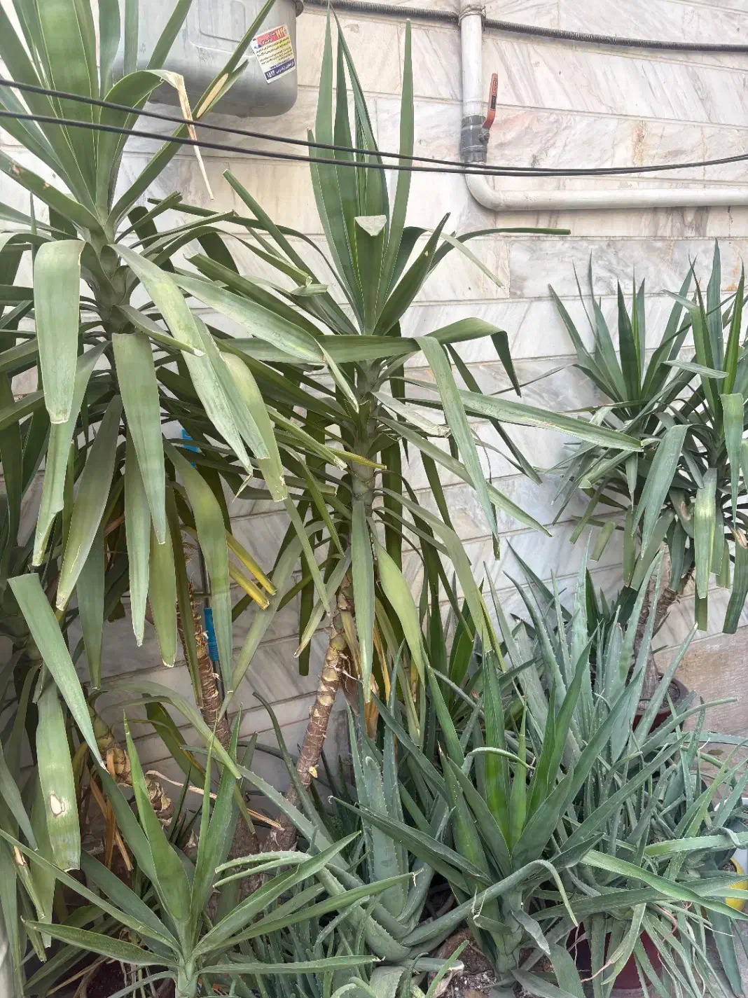 فروش گل و گیاه|گل و گیاه طبیعی|تهران, خرمشهر|دیوار