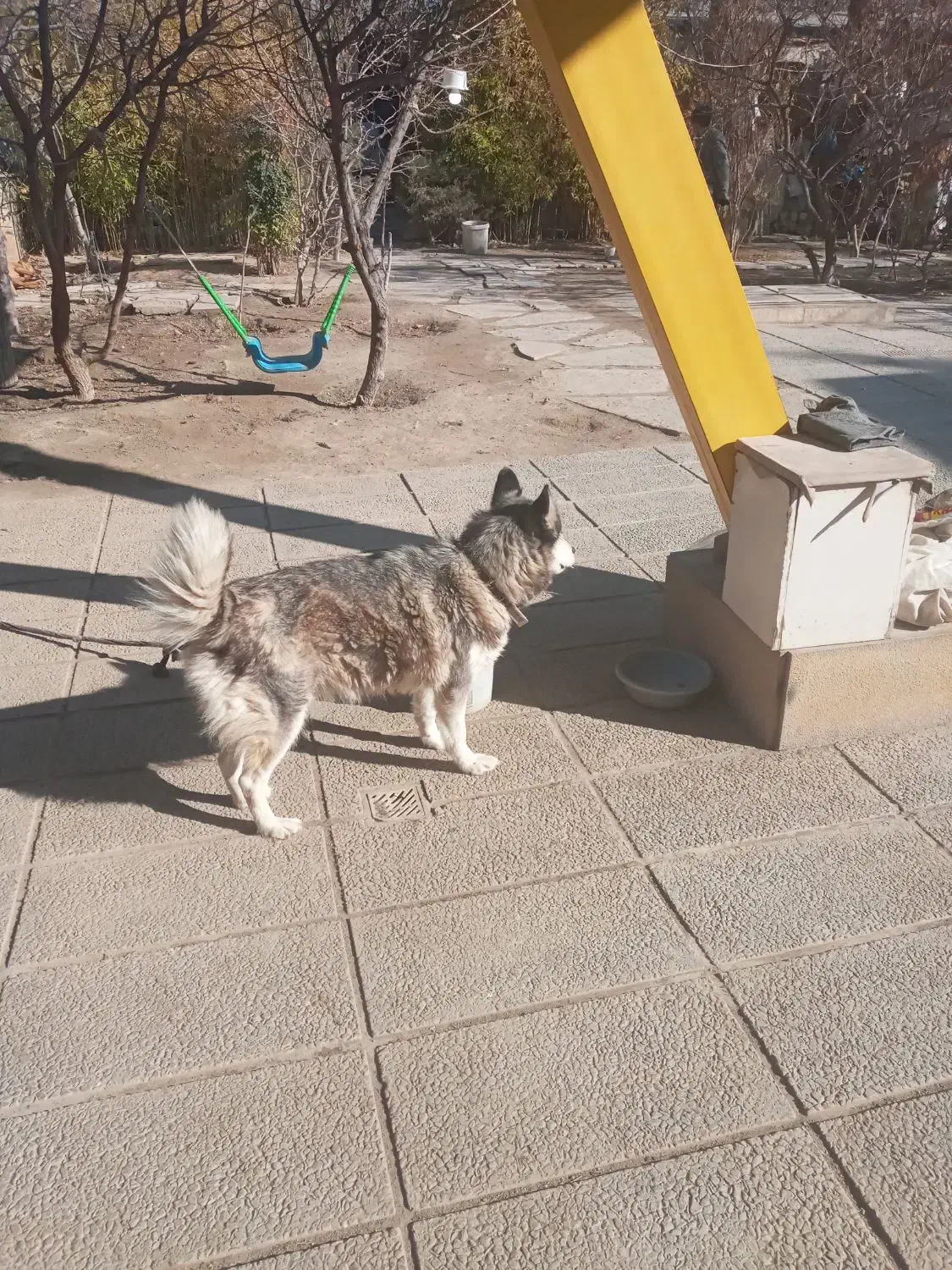 دو قلاده سگ هاسکی و پیتبل|سگ|محمدشهر, محمدشهر|دیوار