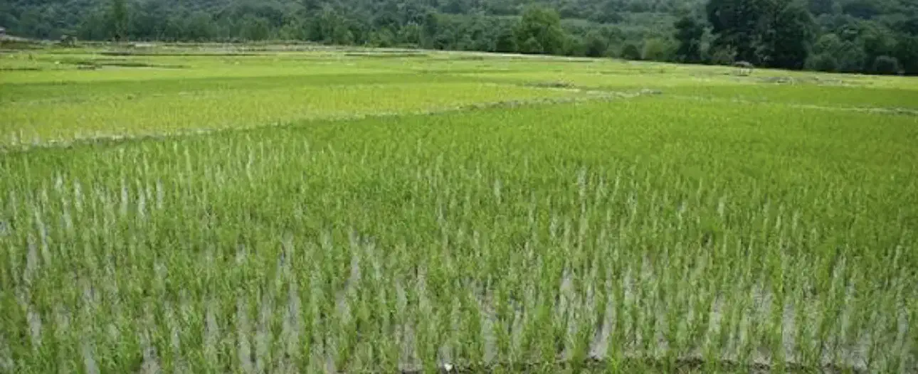 فروش زمین کشاورزی شالی زار|فروش دفتر صنعتی، کشاورزی، تجاری|بابل, |دیوار