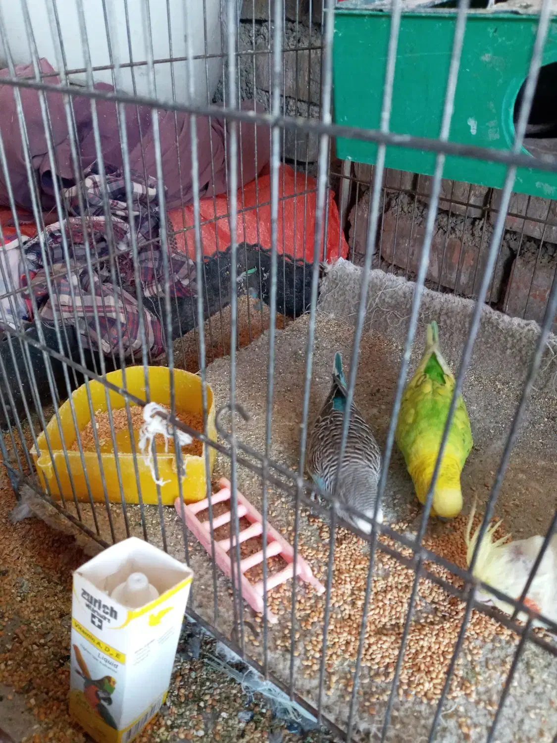 مرغ عشق|پرنده|آبدانان, |دیوار