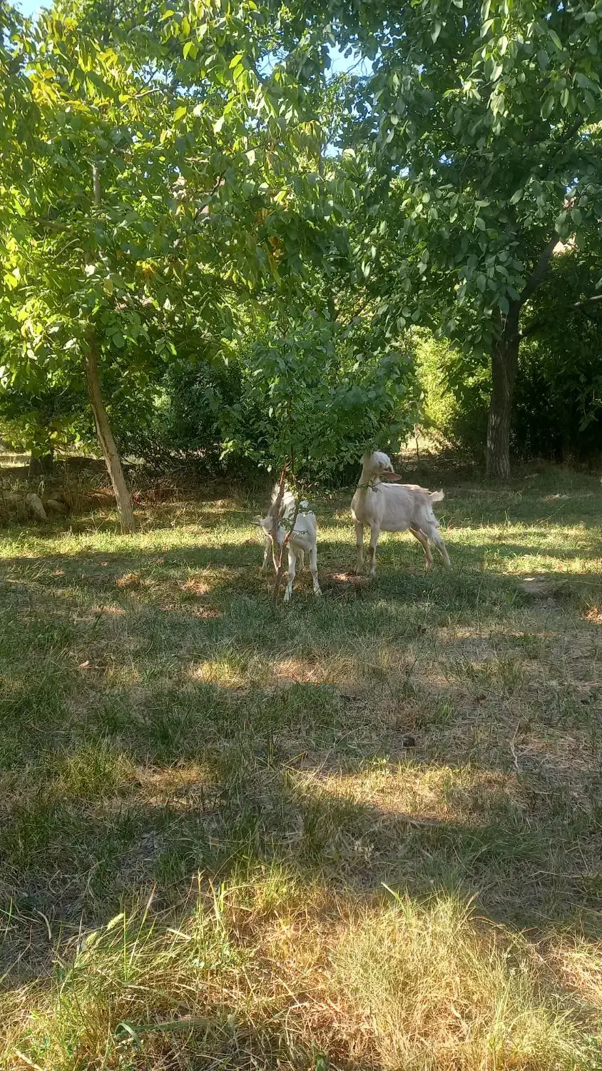 بز سانن نر فروشی|حیوانات مزرعه|ماهنشان, |دیوار