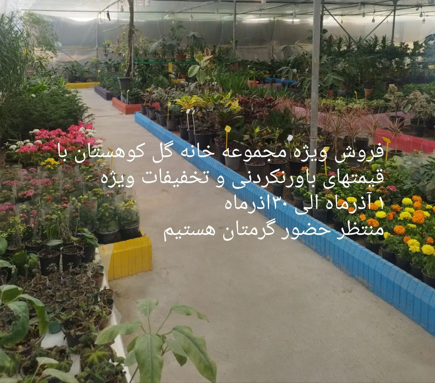 جشنواره فروش گلهای آپارتمانی وگلدان واجناس دکوری|گل و گیاه طبیعی|اصفهان, بهارستان|دیوار