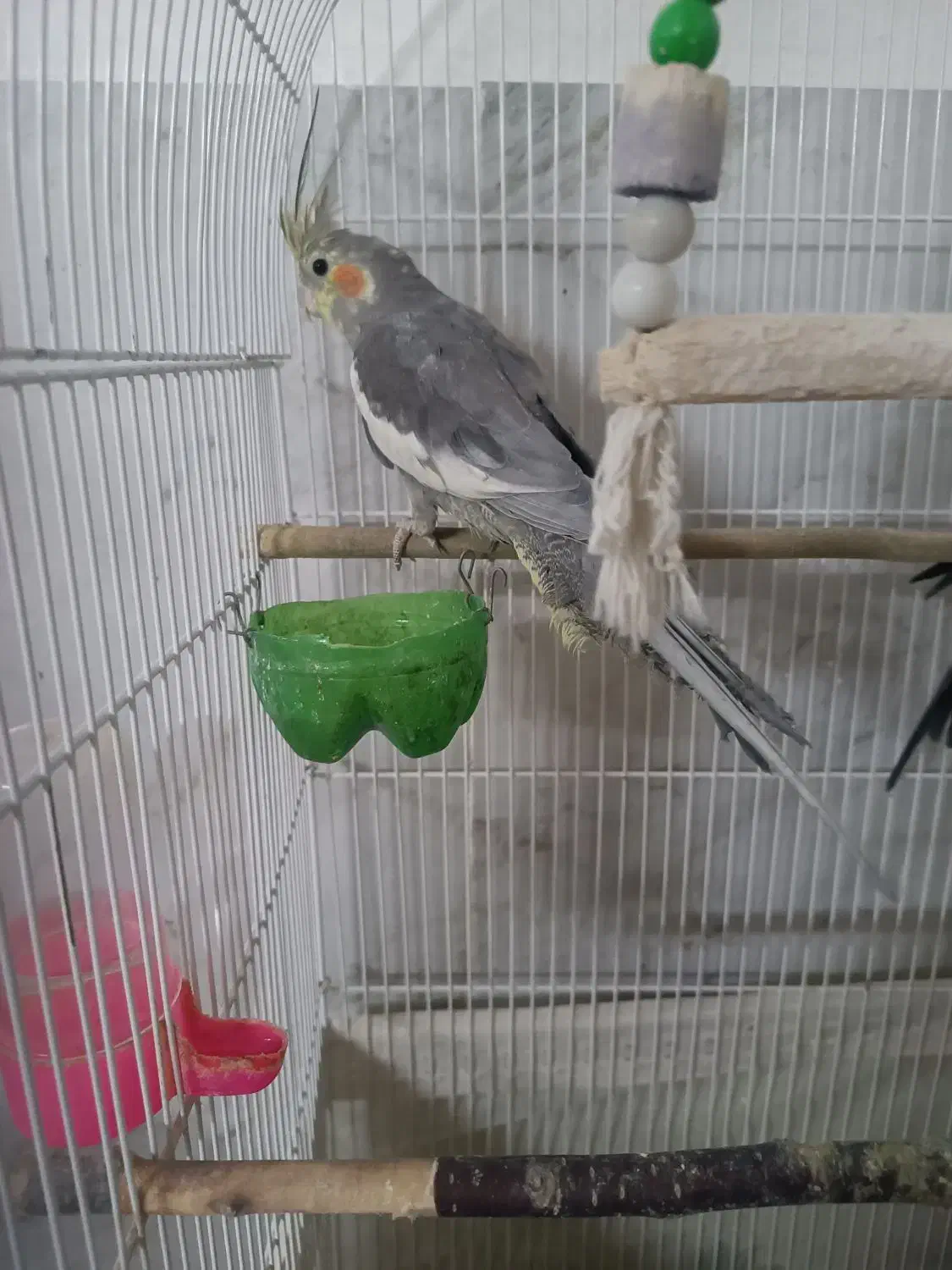 عروس‌معاوضه‌با‌کتوله‌نر|پرنده|مشهد, شهید بصیر|دیوار