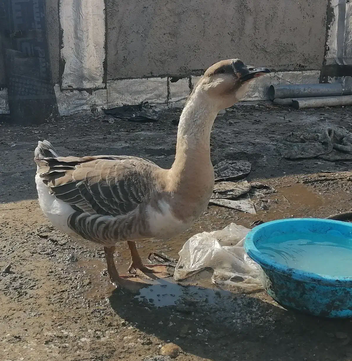 غوغاز وغاز|حیوانات مزرعه|کلاله, |دیوار