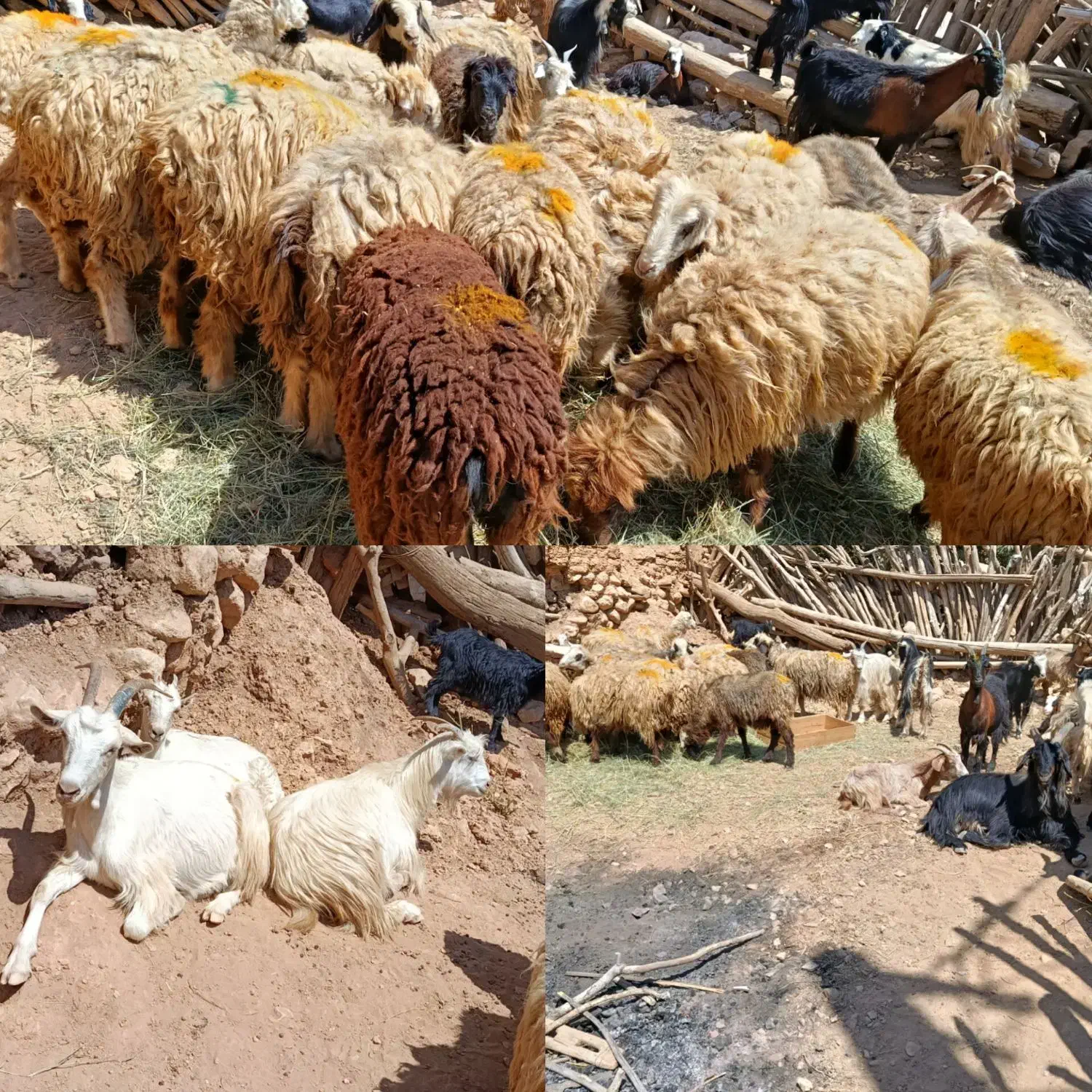 گوسفند|حیوانات مزرعه|سپیدان, |دیوار