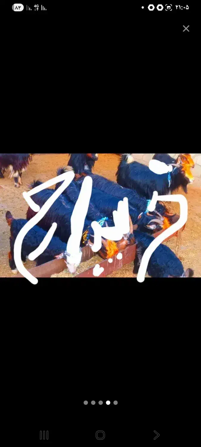 گله بز|حیوانات مزرعه|اهواز, غیزانیه|دیوار