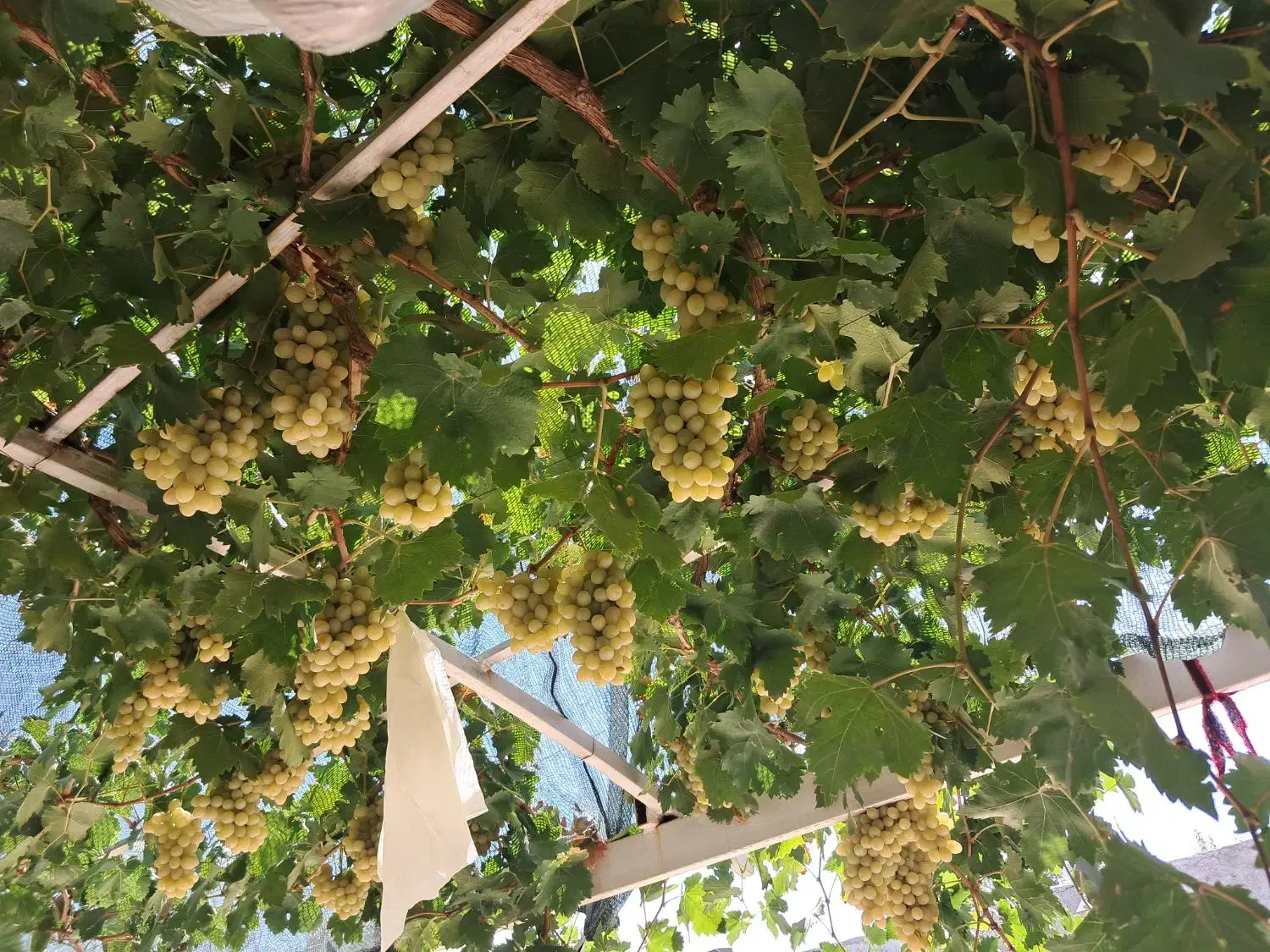 باغ فروشی|فروش خانه و ویلا|مشهد, کارمندان دوم|دیوار