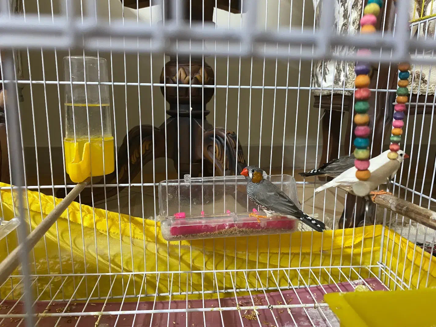 واگذاری فنچ فقط به پاسیودار|پرنده|کرج, چهارصد دستگاه|دیوار