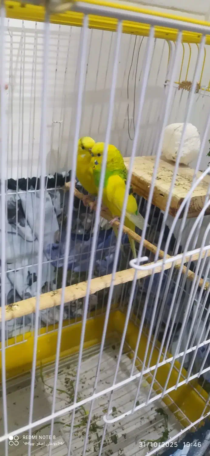 یک جفت مرغ عشق دو رگه|پرنده|مهدی شهر, |دیوار