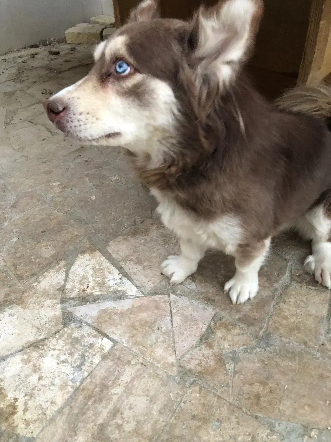 فروش سگ|سگ|یزد, |دیوار