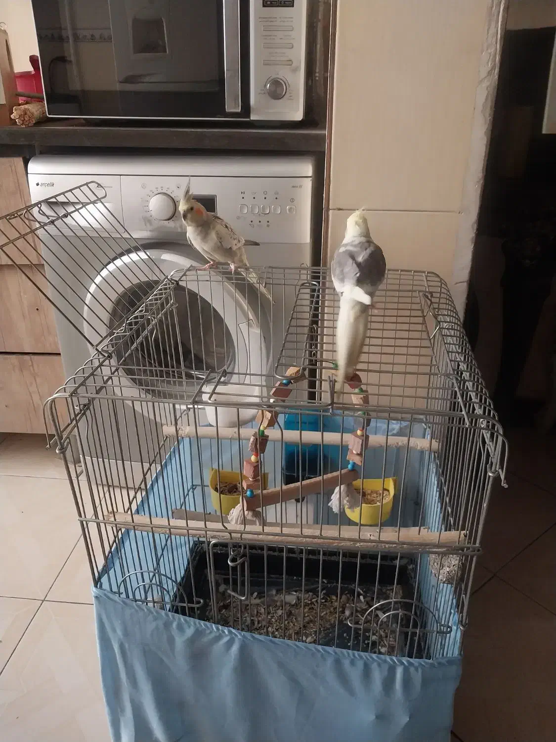 عروس هلندی نروماده|پرنده|اسلام‌شهر, شهرک سعیدیه|دیوار