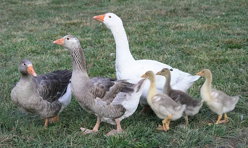 غاز محلی|حیوانات مزرعه|آستارا, |دیوار