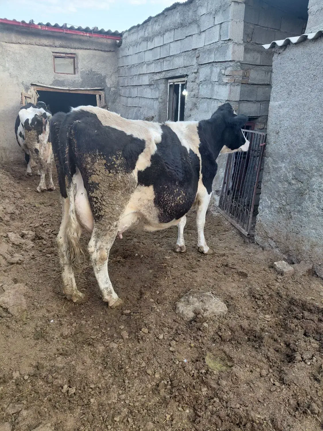 گاوجوان شیری|حیوانات مزرعه|قوچان, |دیوار