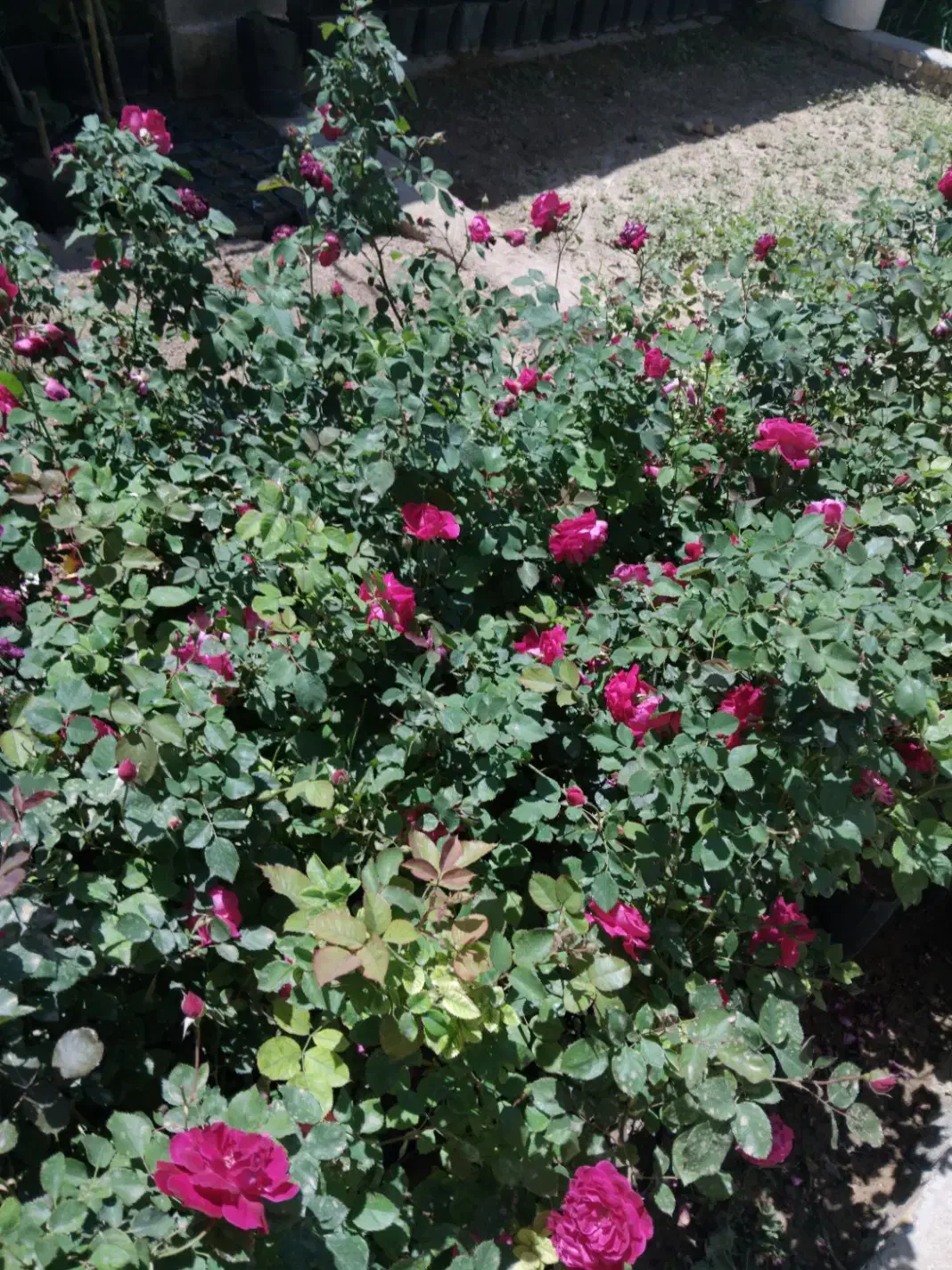 گلمحمدی پائیزه حراج|حراج|ایذه, |دیوار