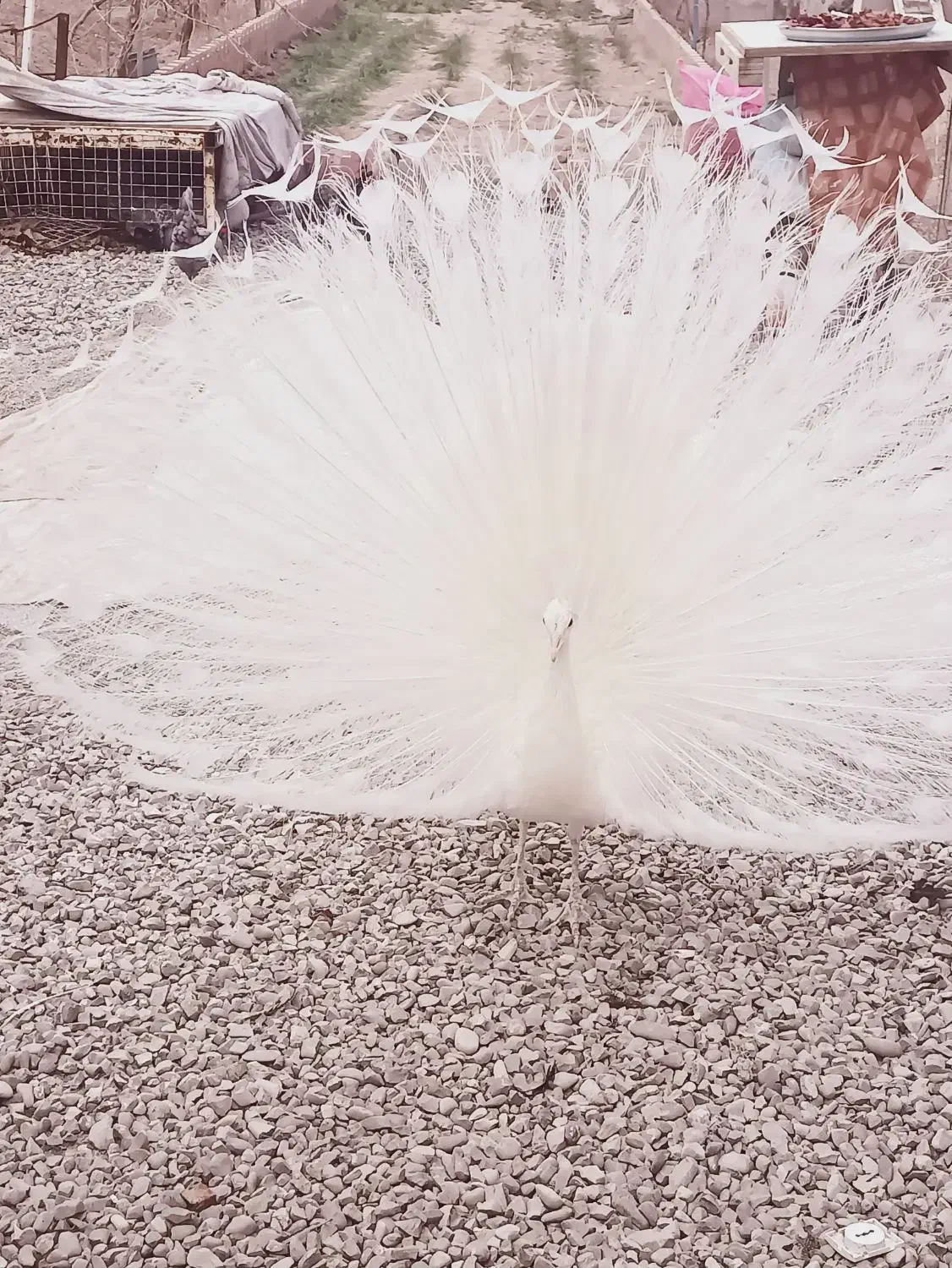 طاووس سفید|پرنده|محمدشهر, محمدشهر|دیوار