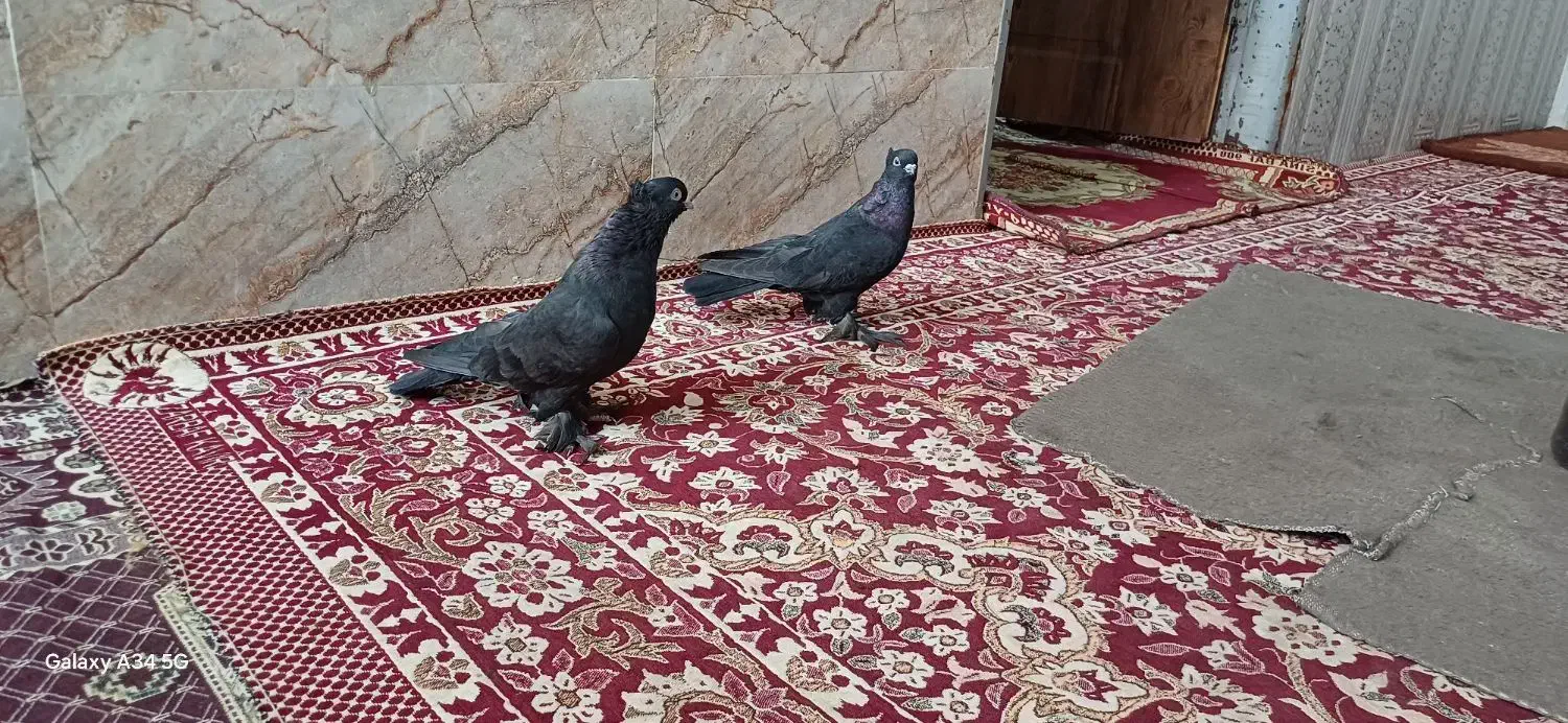 کفتر معاوضه با پرنده|پرنده|شادگان, |دیوار
