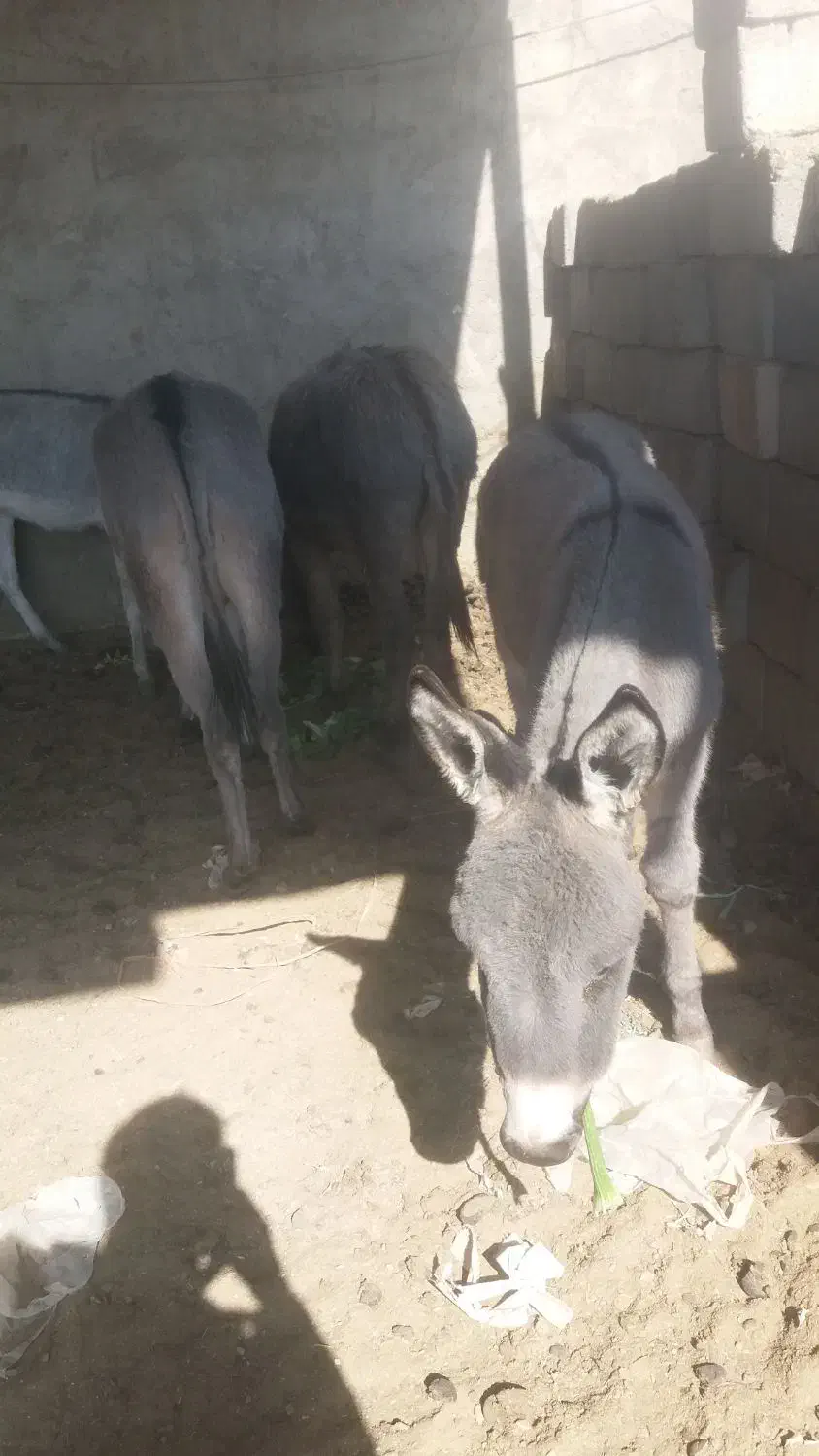 5 عدد کره الاغ (کره خر)|حیوانات مزرعه|خمینیشهر, |دیوار