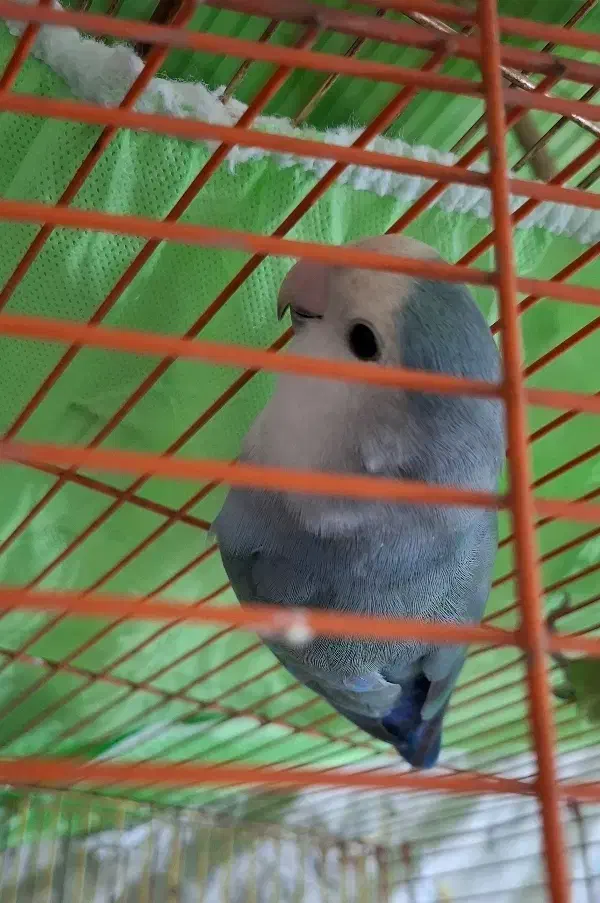 کوتوله|پرنده|قم, اسمعیل آباد|دیوار