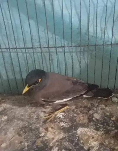 مینا|پرنده|نیشابور, باغ نو|دیوار