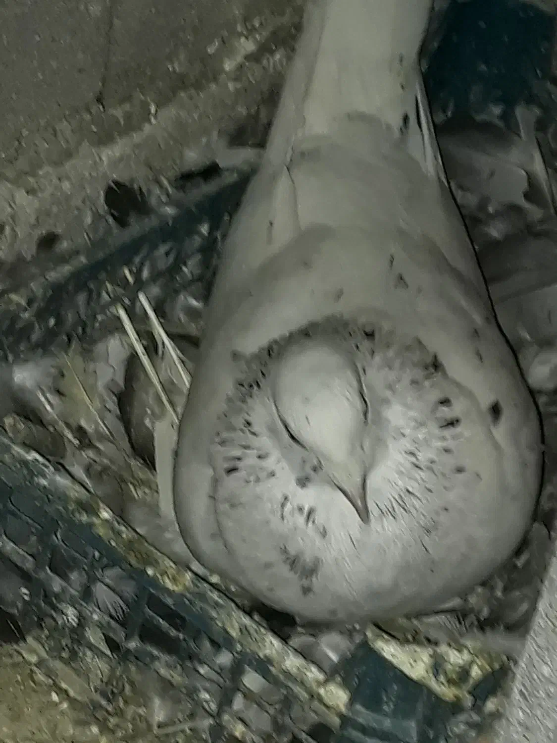 کبوتر سار سرخ نر مست دیوانه|پرنده|گالیکش, |دیوار