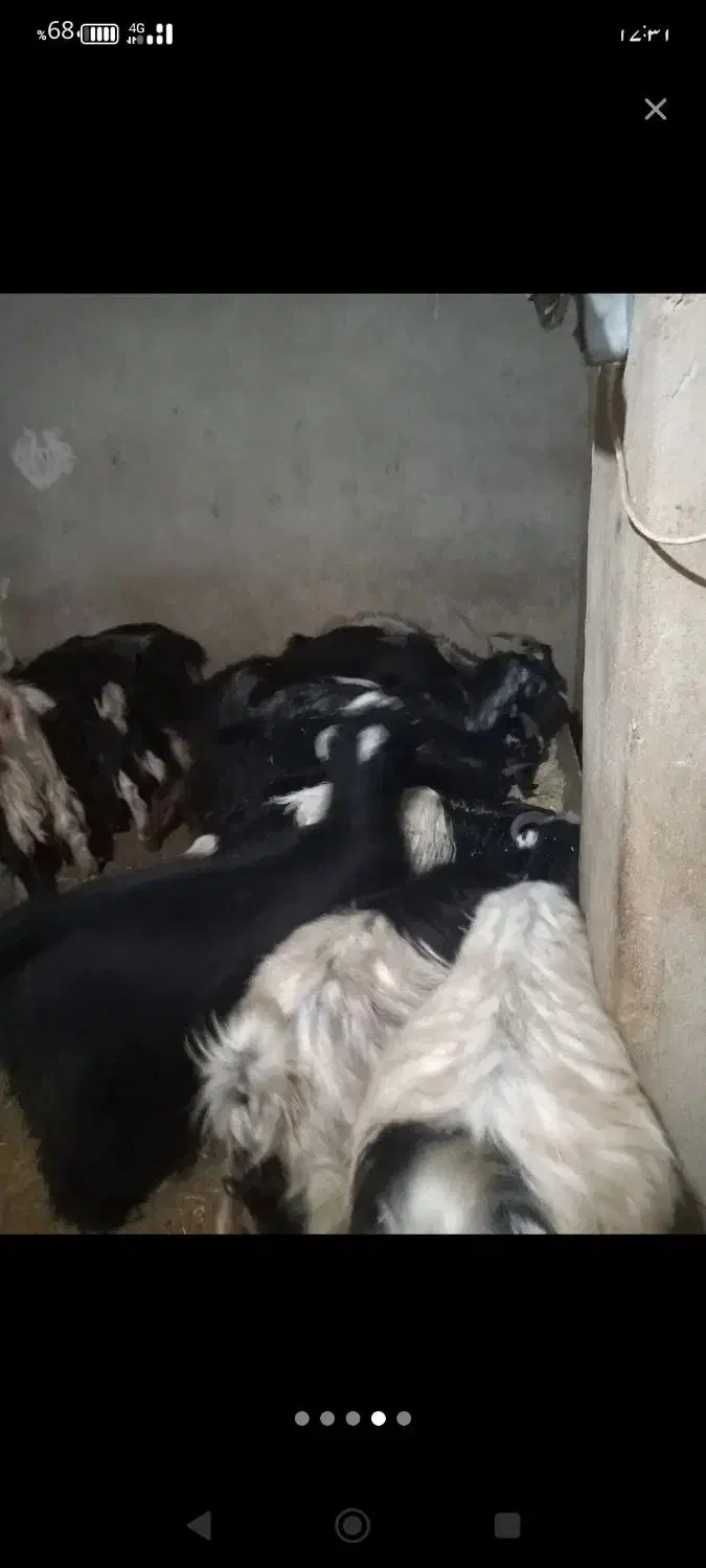 بزغاله ماده فروش فوری|حیوانات مزرعه|سرپل ذهاب, |دیوار