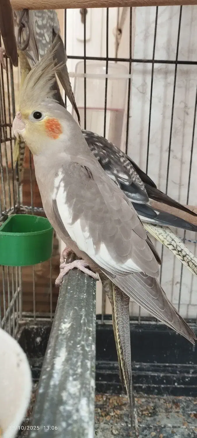 عروس هلندی جفت|پرنده|کیش, |دیوار