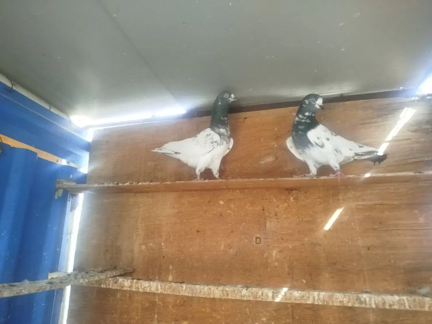 کبوتر پاکستانی|پرنده|بندرعباس, |دیوار