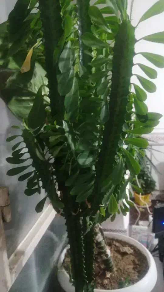 چنتا گل طبیعی به قیمت  2000 به فروش میرسد|گل و گیاه طبیعی|یاسوج, |دیوار