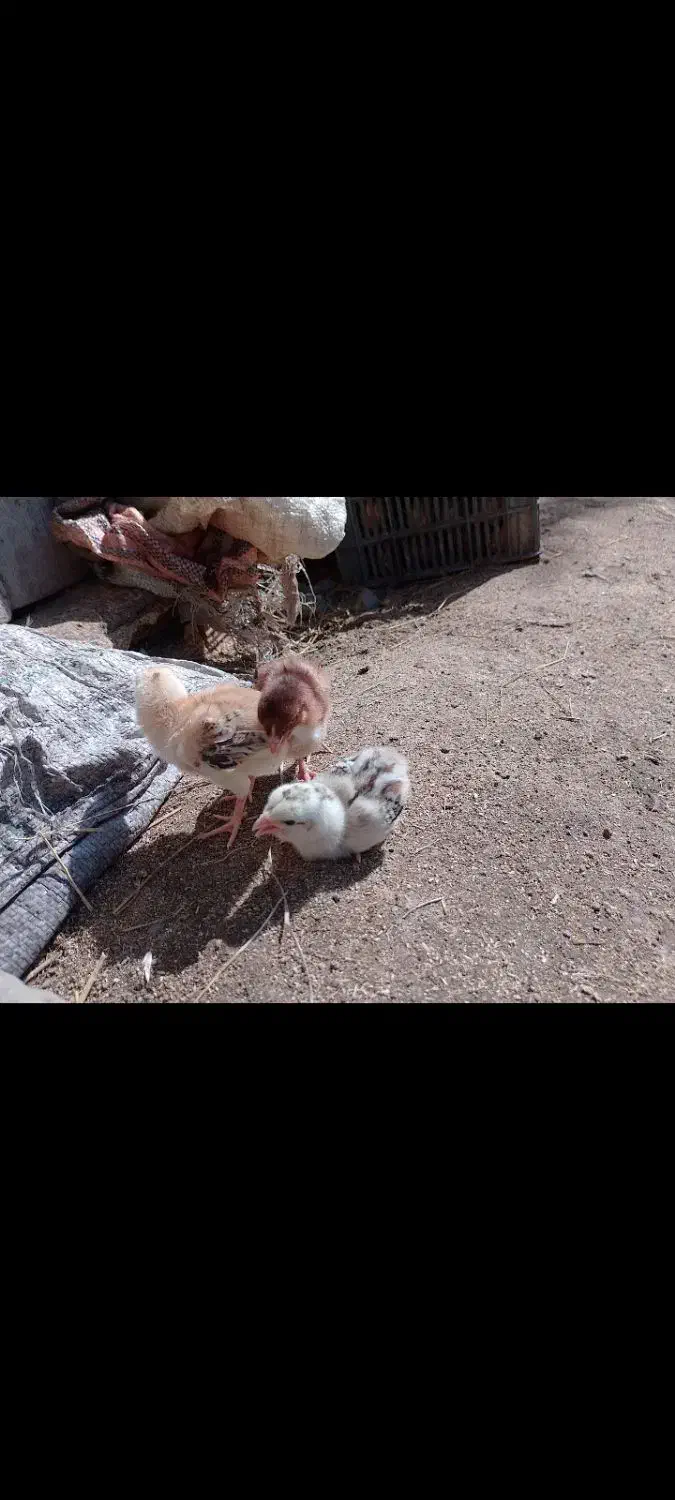 مرغ و خروس نژاد دار|حیوانات مزرعه|چوبر, |دیوار