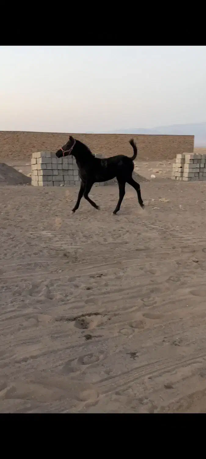 اسب|اسب و تجهیزات اسب‌سواری|کرمان, |دیوار