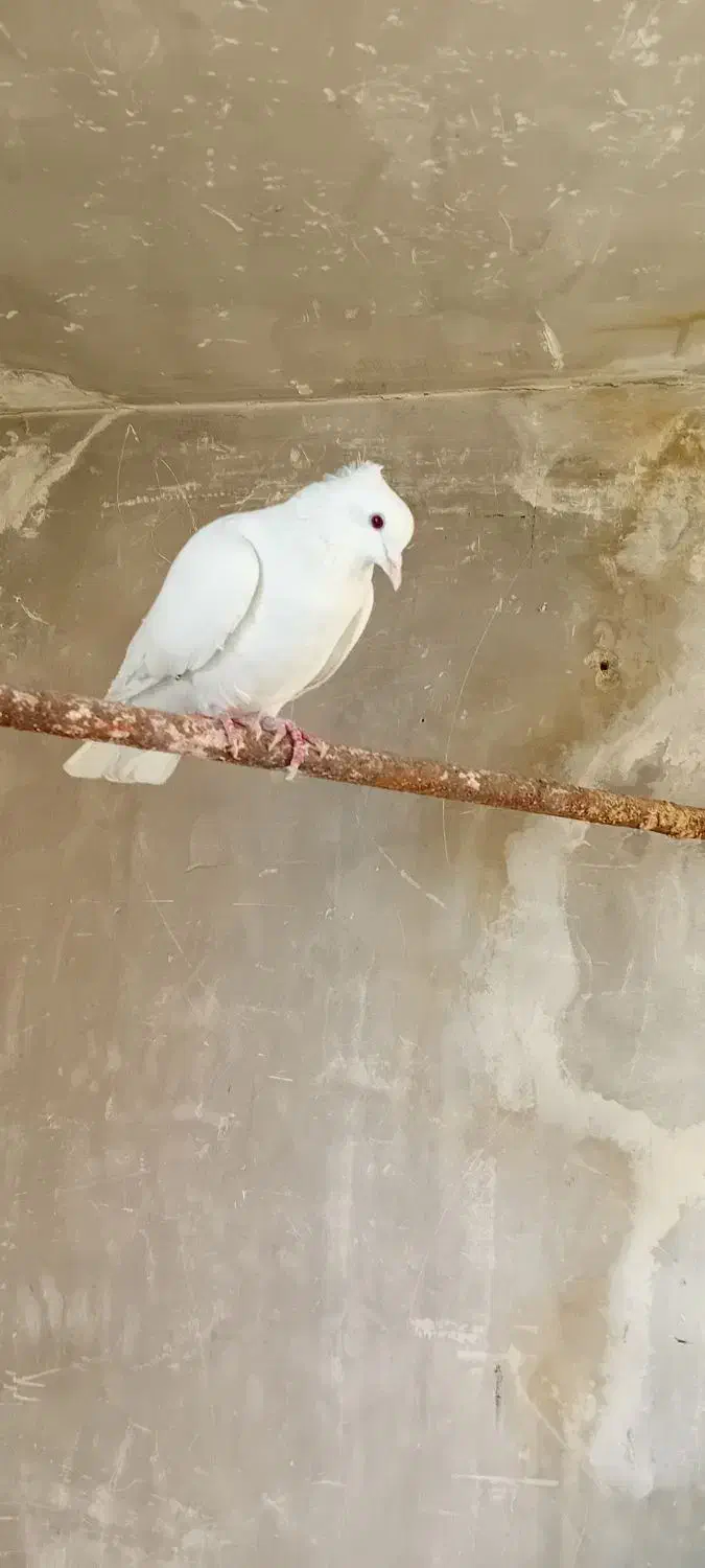 کفتر تهرانی وگرده ای|پرنده|بروجرد, |دیوار