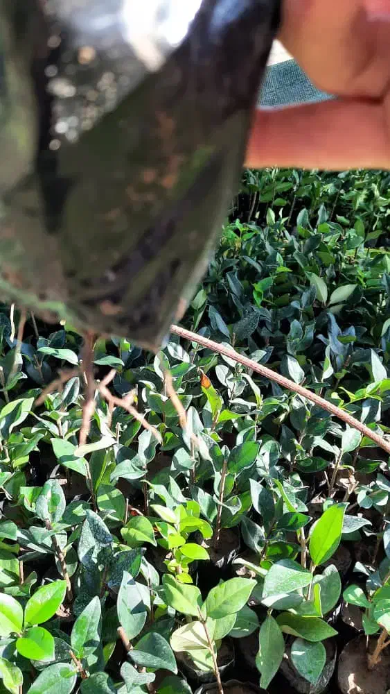 یاس هلندی|گل و گیاه طبیعی|کلاچای, |دیوار