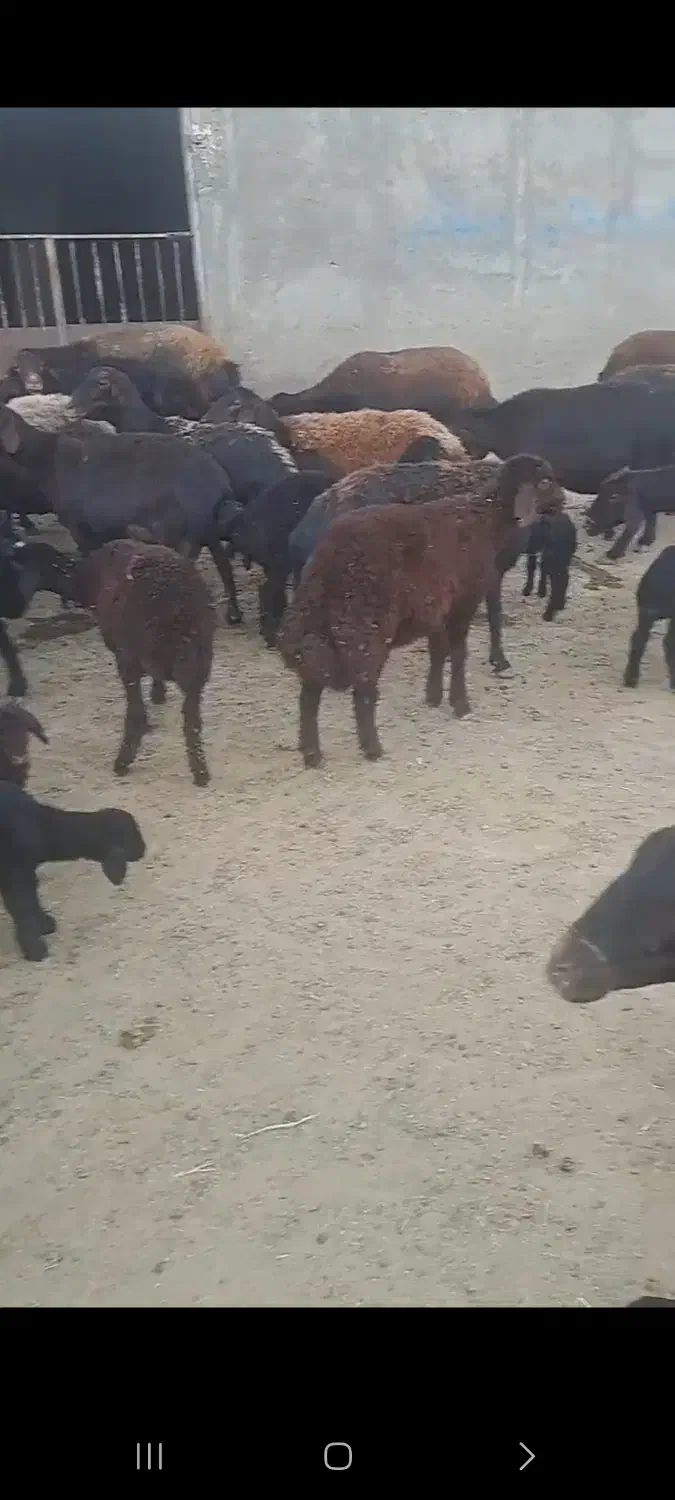 گوسفند داشتی|حیوانات مزرعه|شاهین دژ, |دیوار