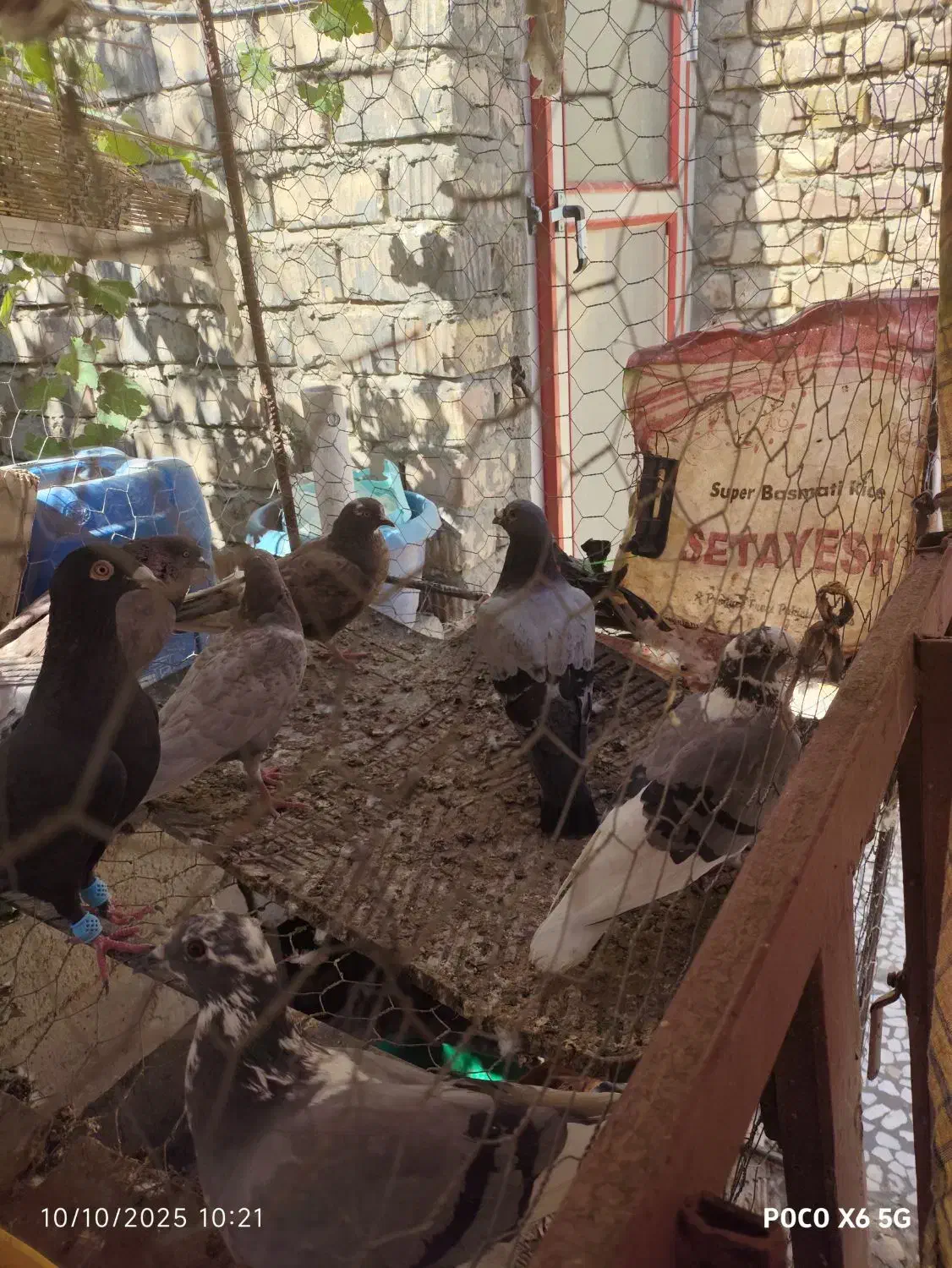 فروش کبوتر  زهک|پرنده|زهک, |دیوار