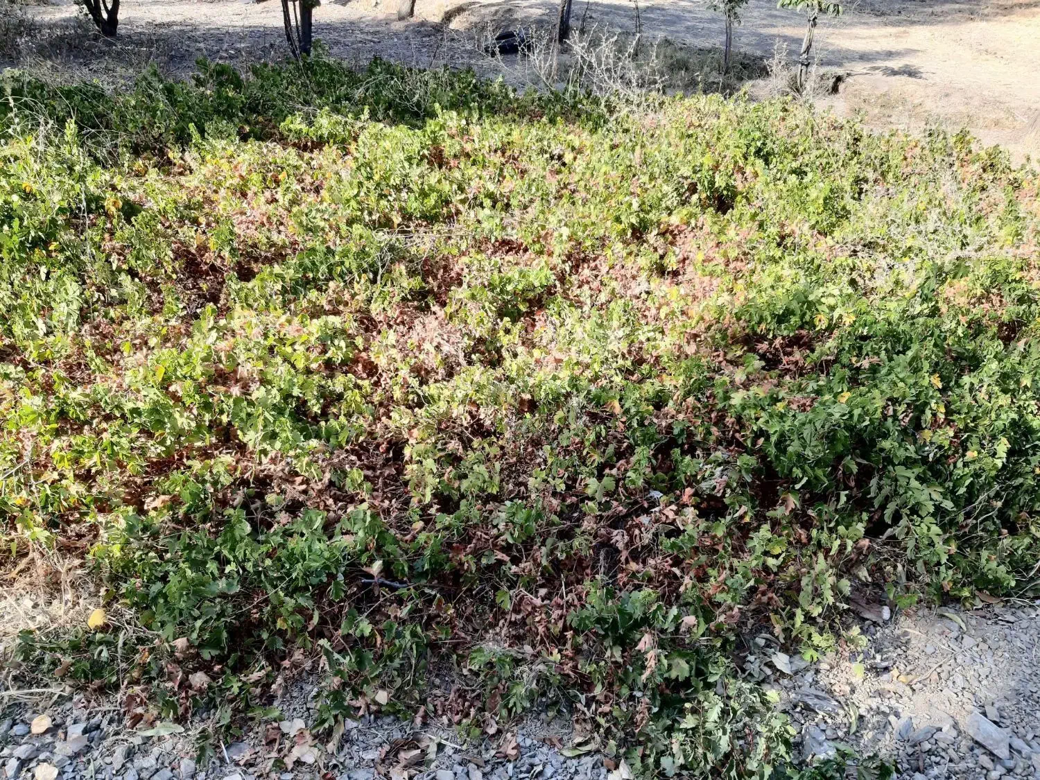 گل وگیاه|خدمات باغبانی و درختکاری|سروآباد, |دیوار