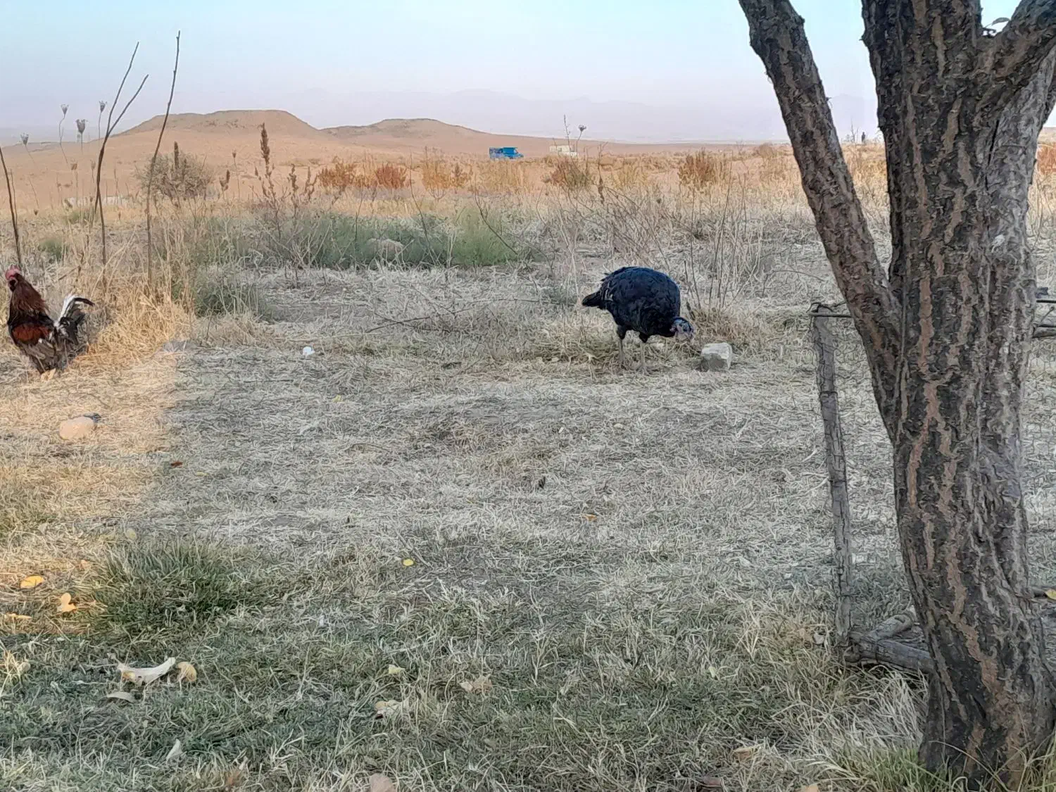 ۷ عدد بوقلمون|حیوانات مزرعه|زنجان, |دیوار