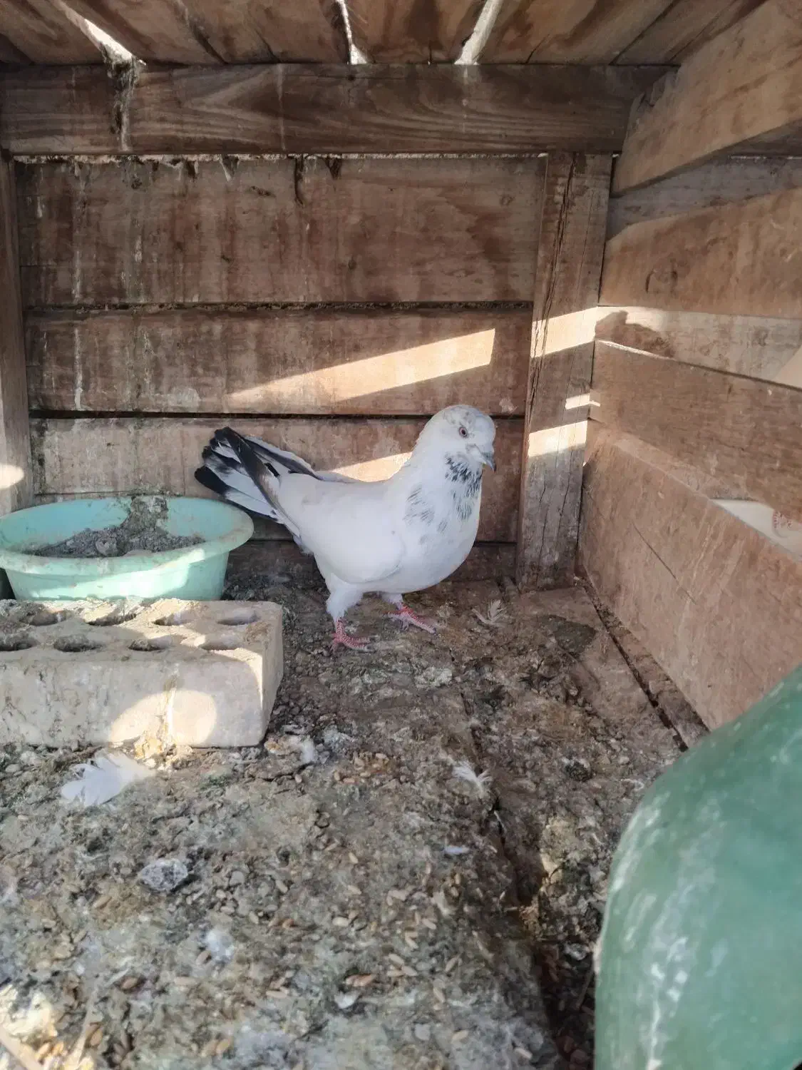 کله سبز|پرنده|یزد, |دیوار