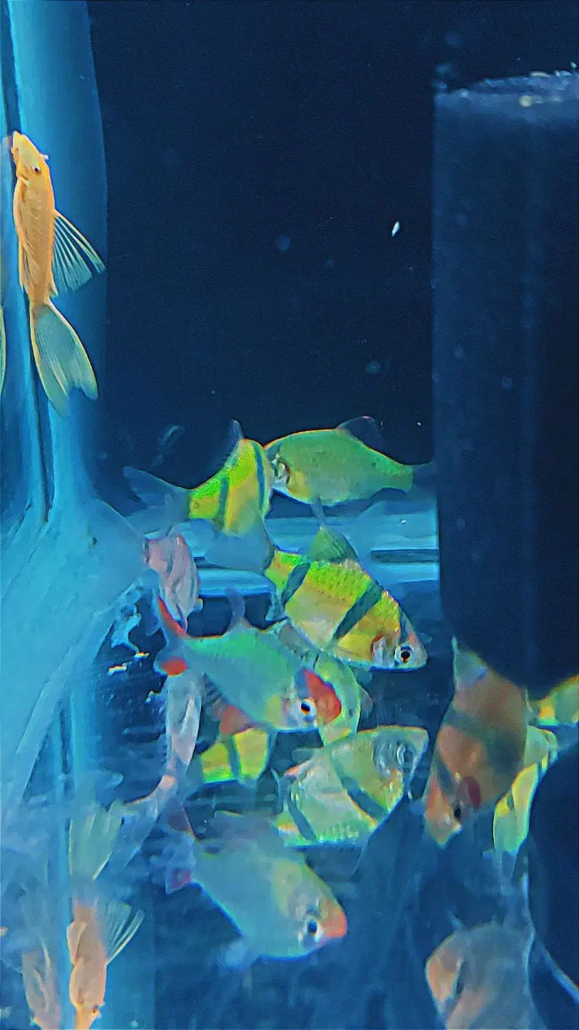 تایگر بارب . زبرا رنگی|ماهی|شهریار, شهرک وائین|دیوار