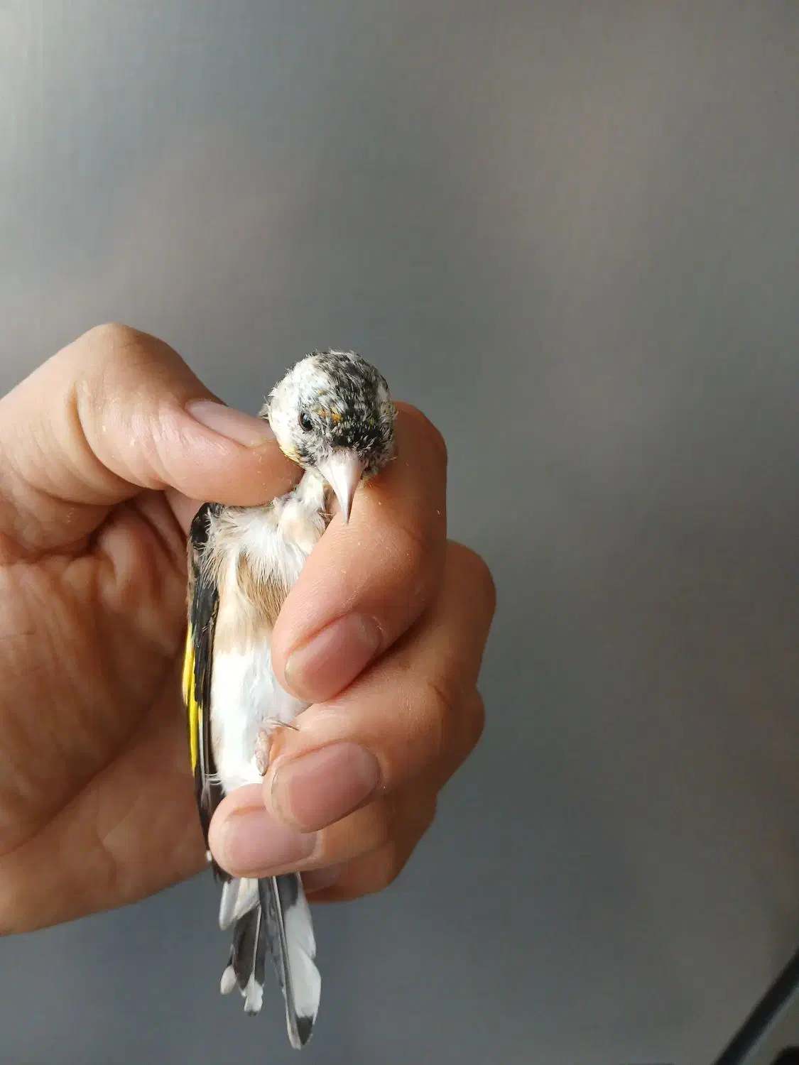 سهره ماده گل نقره ای رنگ روشن|پرنده|فردیس, شهرک ناز|دیوار