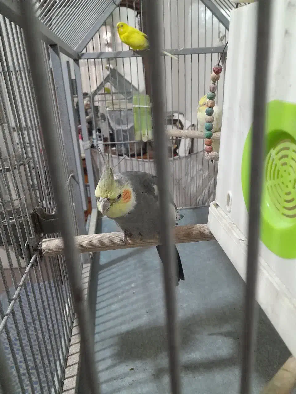 عروس هلندی|پرنده|ری, علایین|دیوار