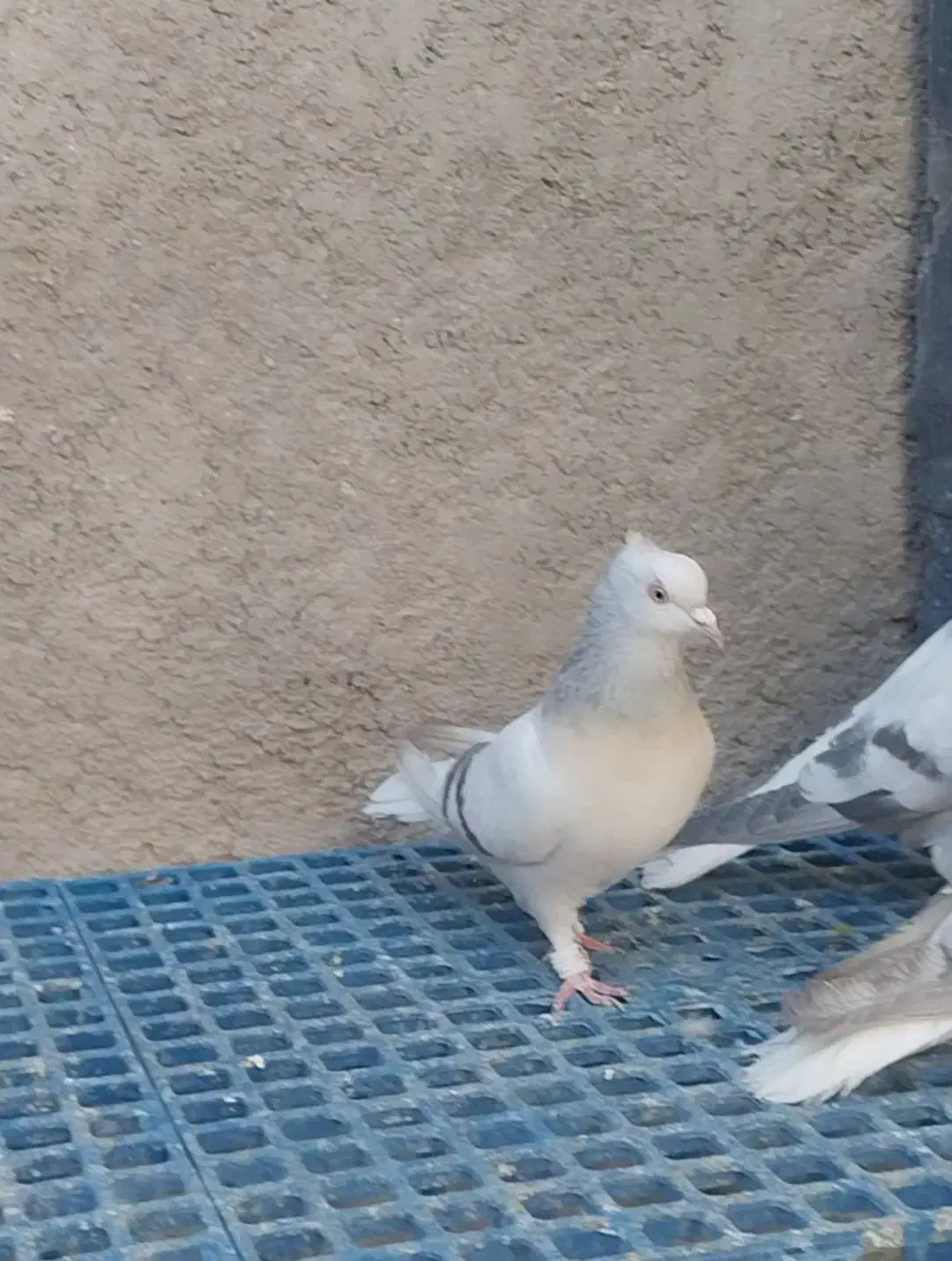 کفتر دم سفید و سینه سبز و دمبی|پرنده|صدرا-فارس, فاز ۱|دیوار