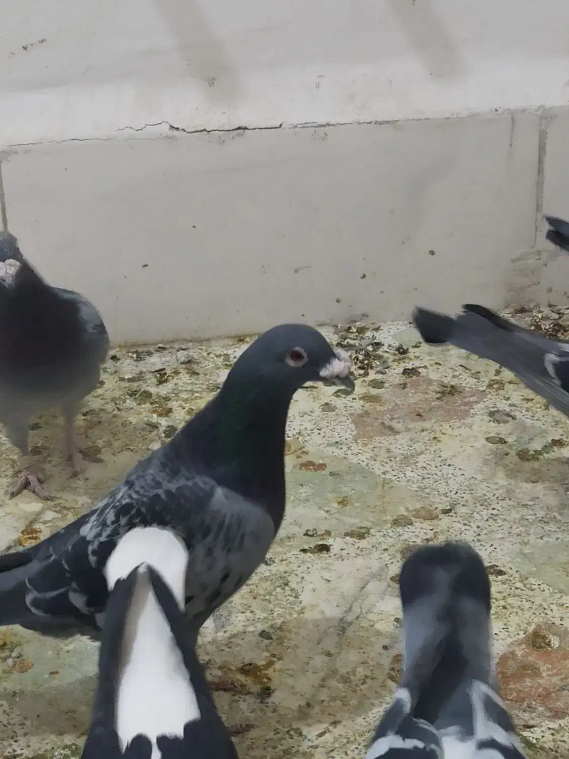 زهگ|پرنده|زهک, |دیوار