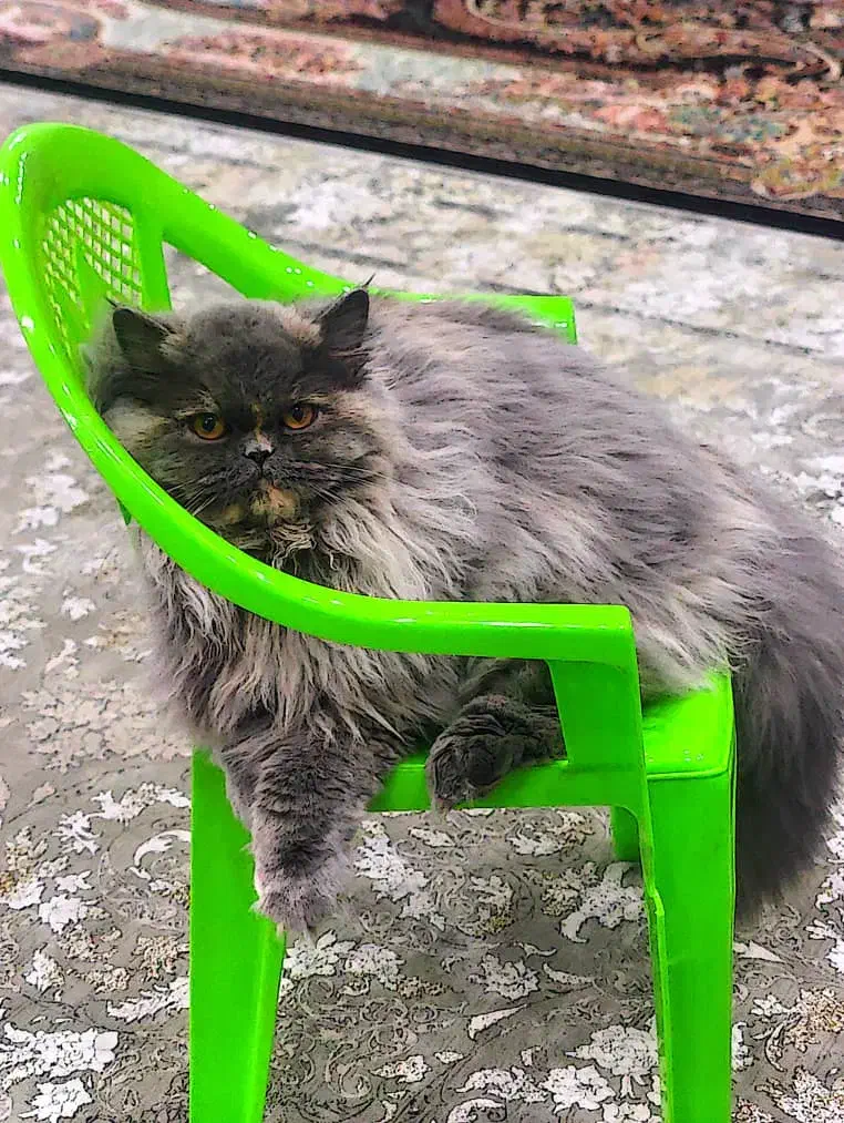 گربه پرشین اسکاتیش ماده جهت جفت گیری|گربه|بندرعباس, |دیوار