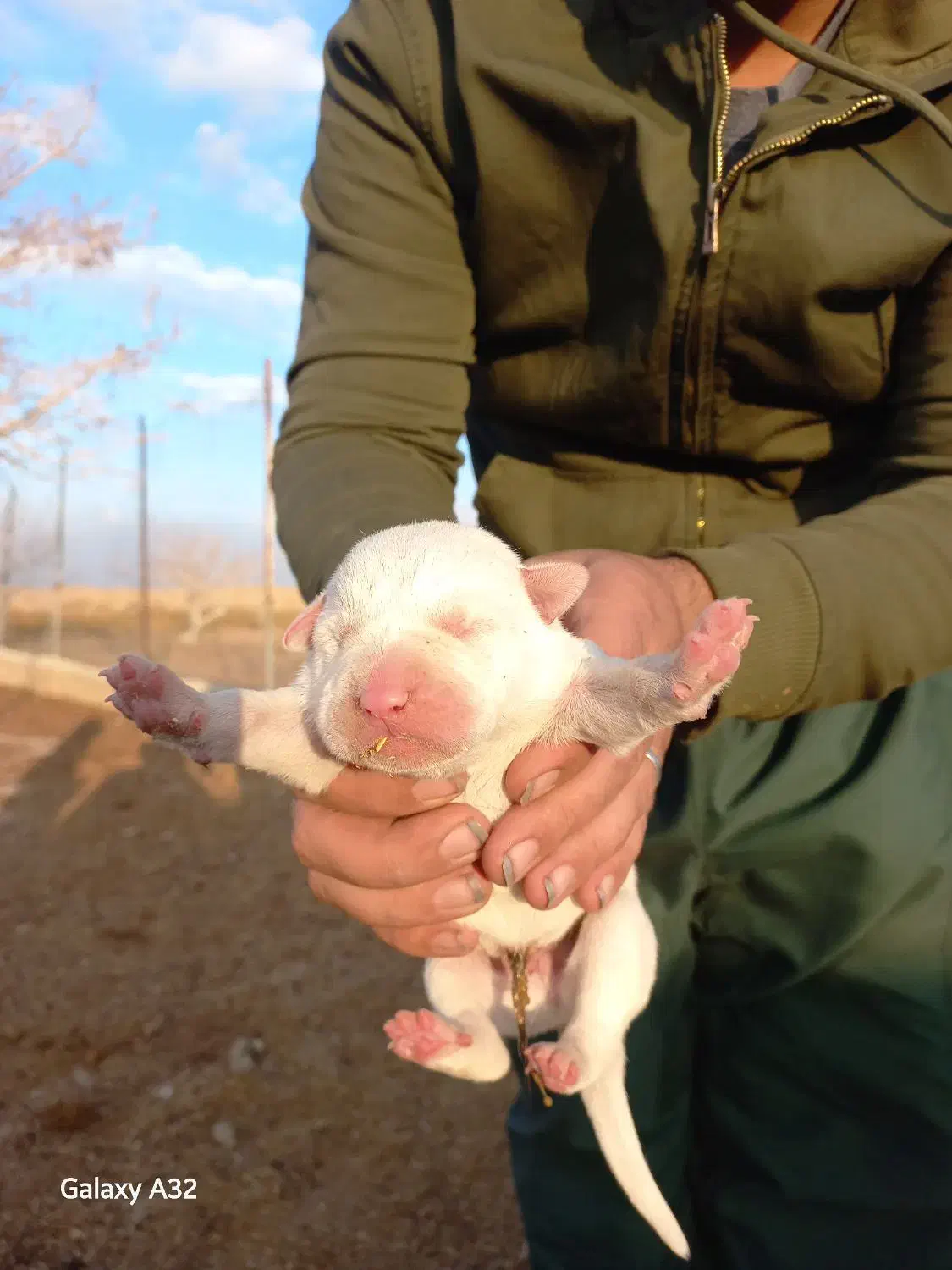 توله الابای اصیل و شجره دار.معاوضه و فروش|سگ|تهران, مشیریه|دیوار