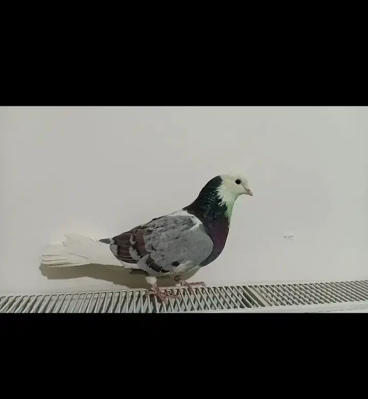 ۲عددکبوتر|پرنده|ابهر, |دیوار