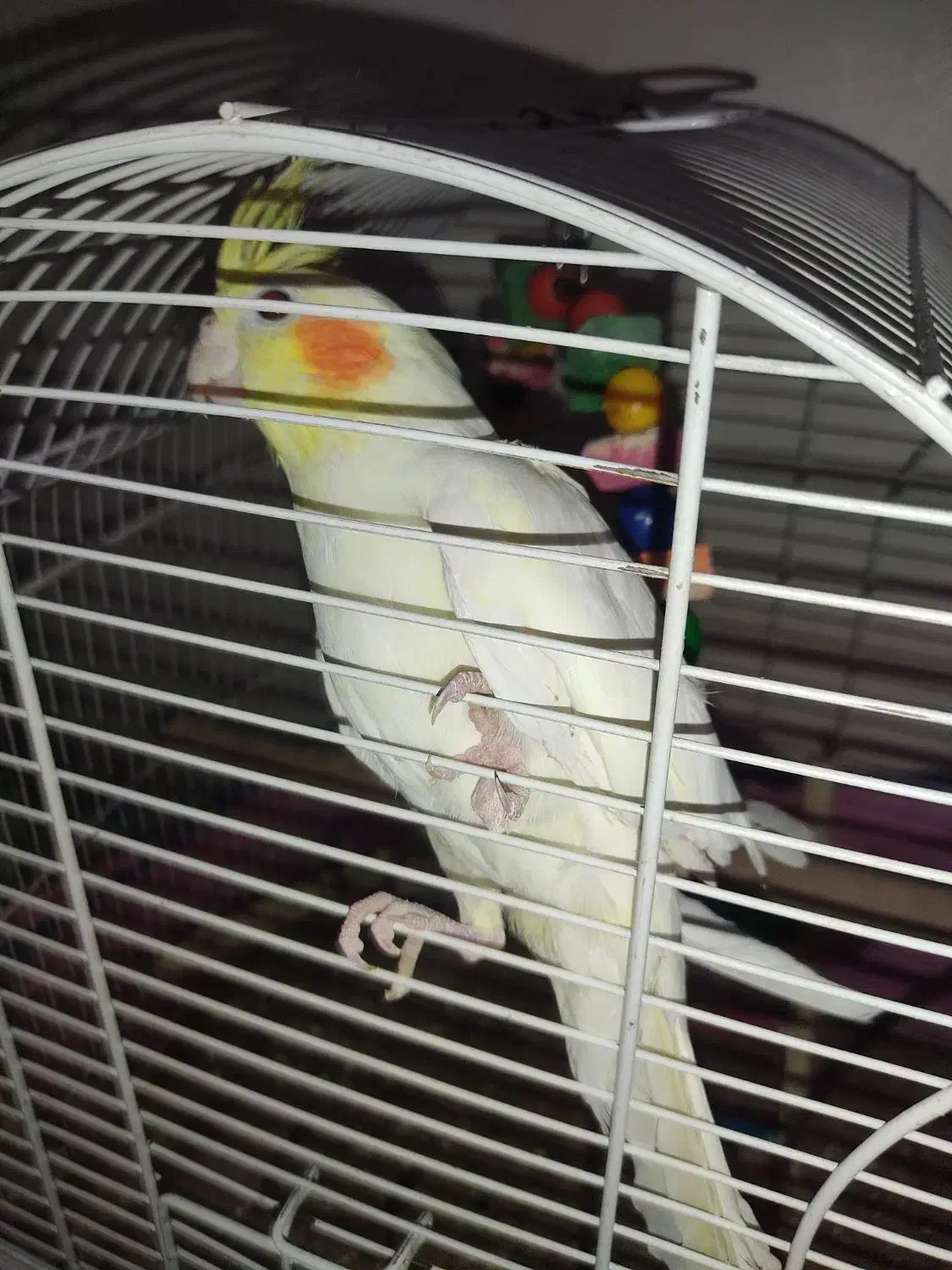 عروس هلندی مولد|پرنده|تهران, وحیدیه|دیوار