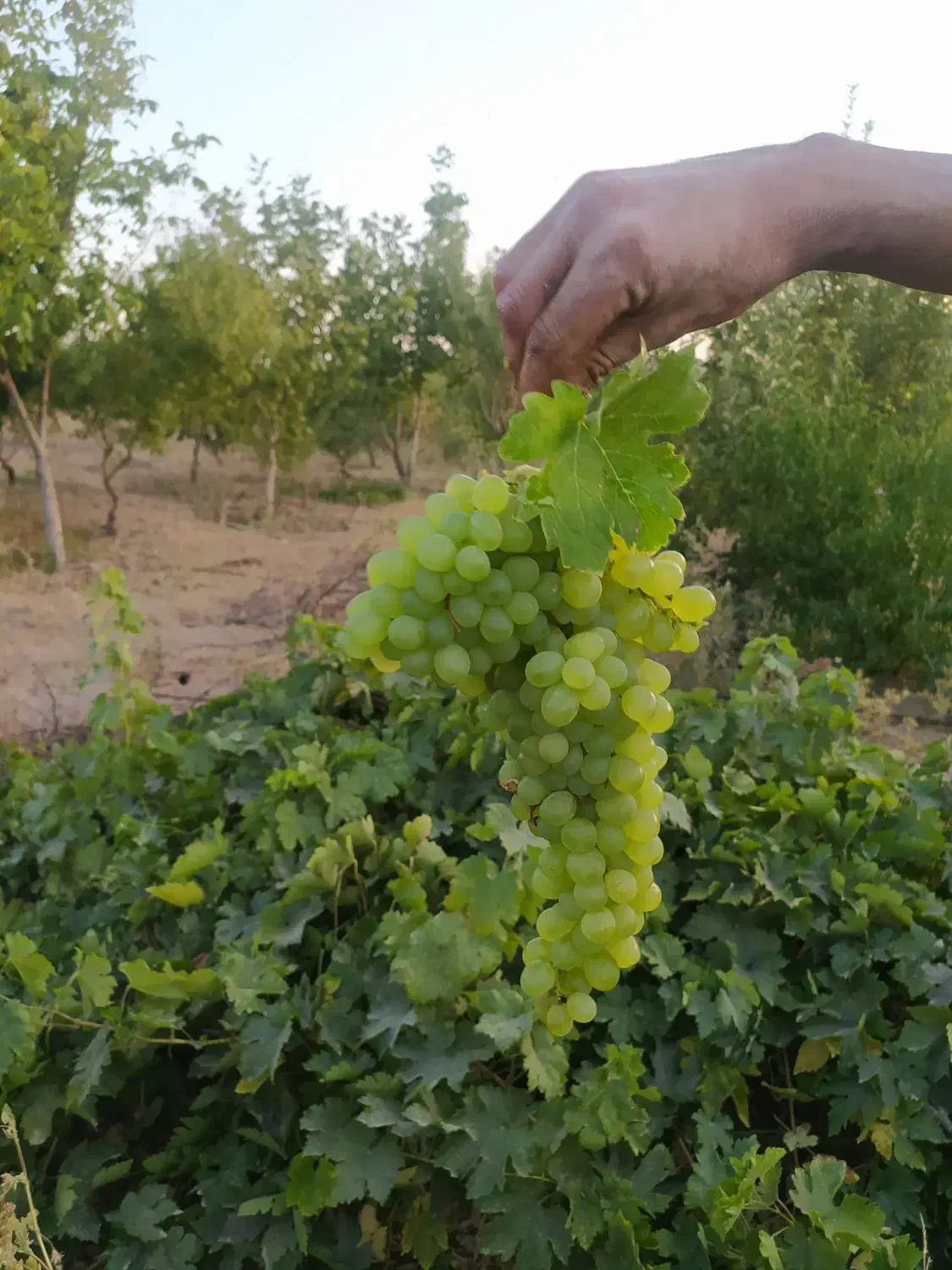 باغ کشاورزی طرح همت آباد 1260 متری|فروش دفتر صنعتی، کشاورزی، تجاری|زاینده رود, |دیوار