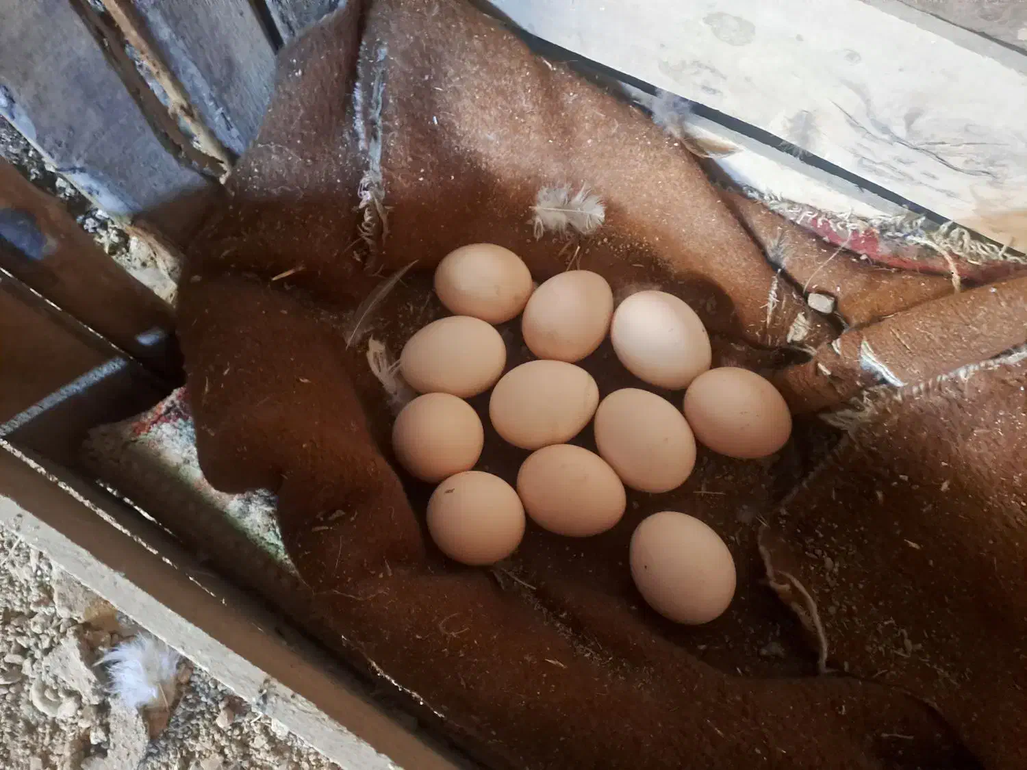 مرغ محلی|حیوانات مزرعه|کلیائی, |دیوار