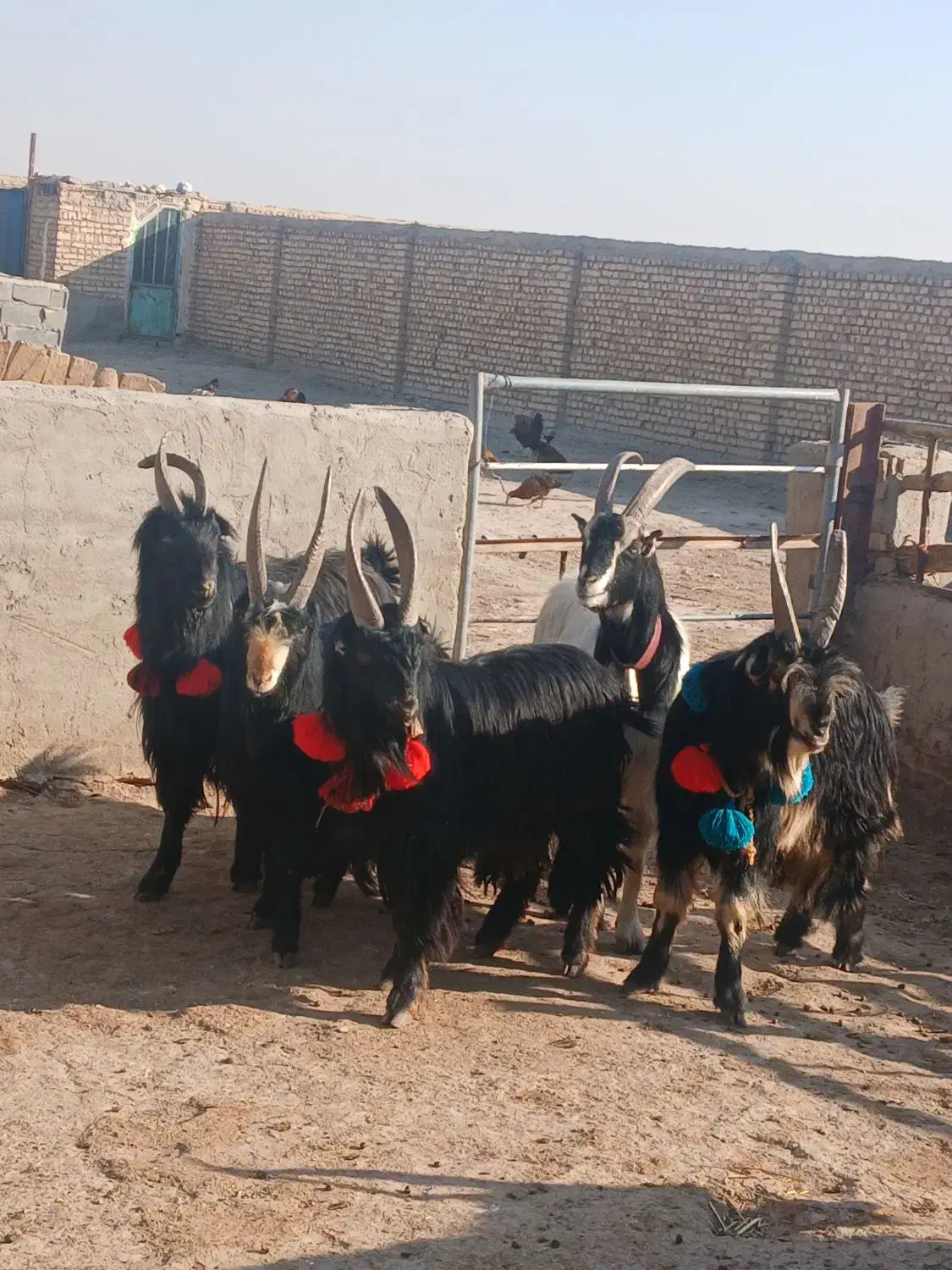 ۷رس‌بزغاله‌نر‌عالی‌برای‌ نربزی دونه ای ۲۵۰۰۰۰۰۰|حیوانات مزرعه|جوادآباد, |دیوار