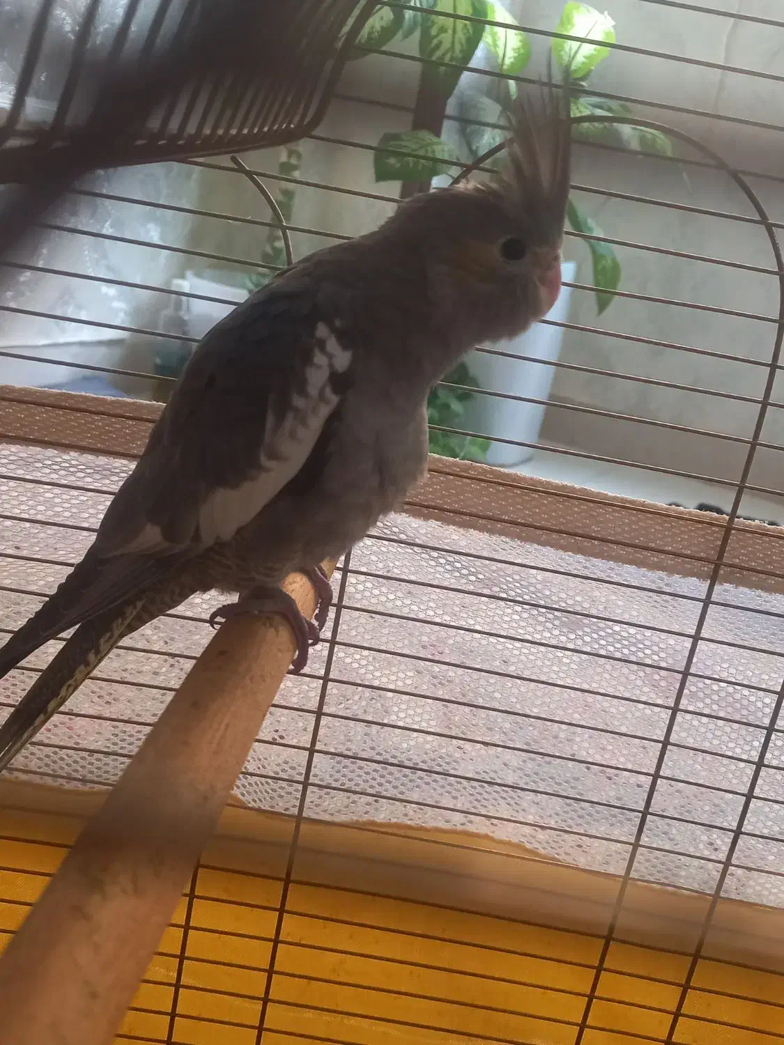 عروس هلندی|پرنده|اسلام‌شهر, شهرک سعیدیه|دیوار